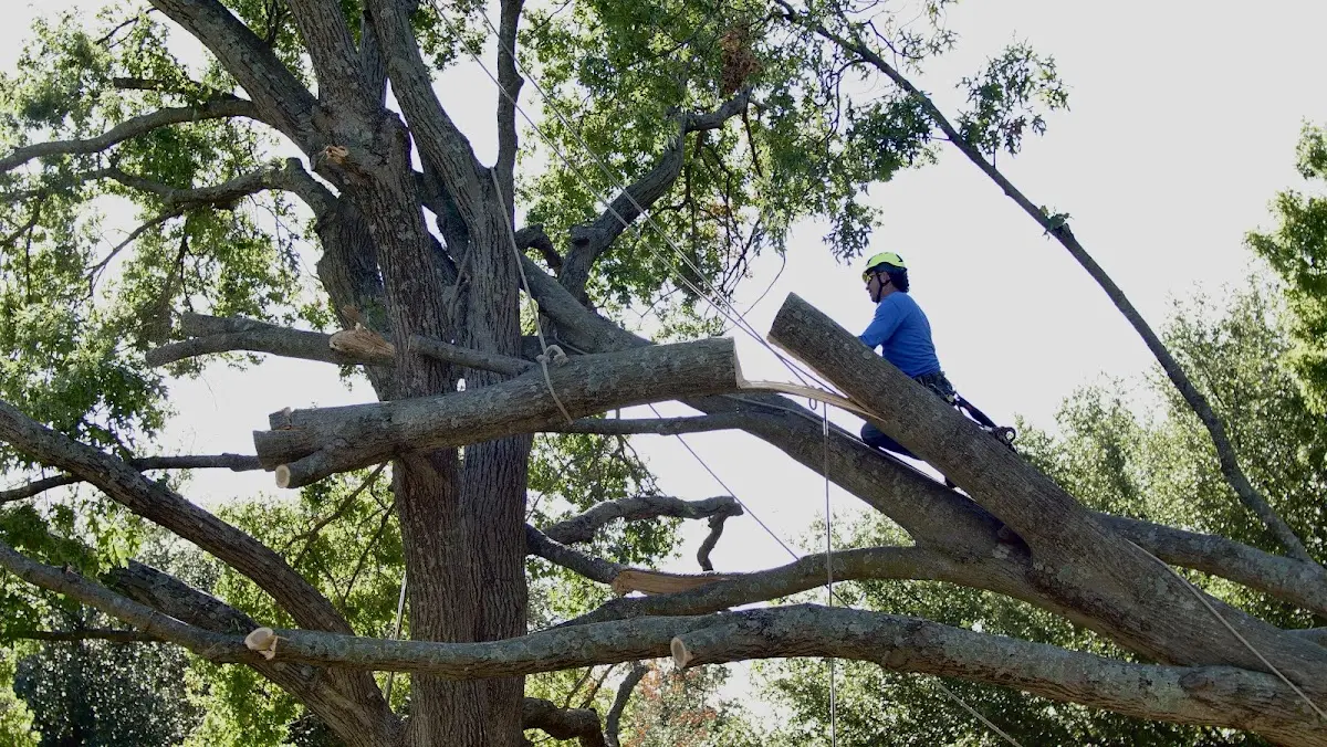 Professional Crown Thinning performed by certified arborists in Kennebunk