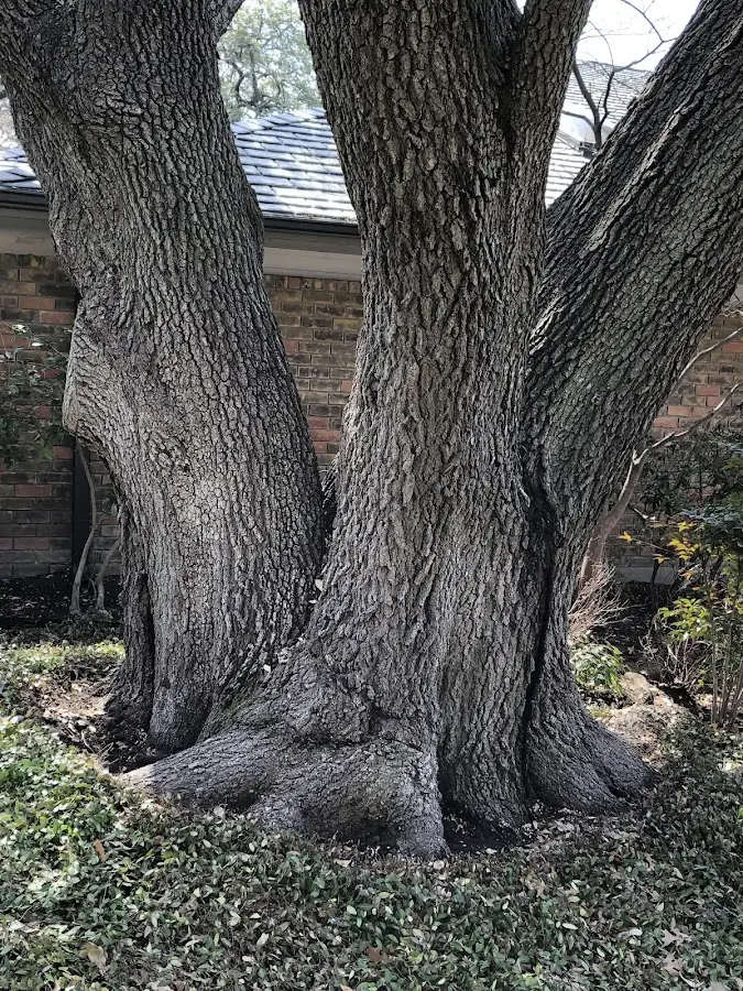 Mature heritage tree close to a Kennebunk property cared for by certified arborists